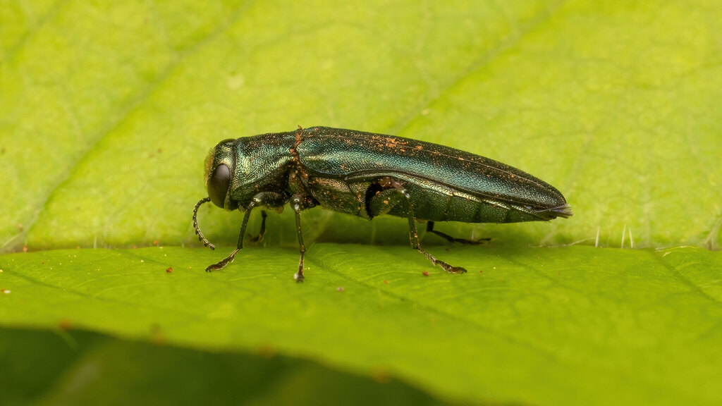 Buprestidae Agrilus sulcicollis