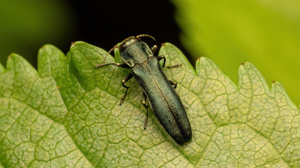 Buprestidae Agrilus sulcicollis