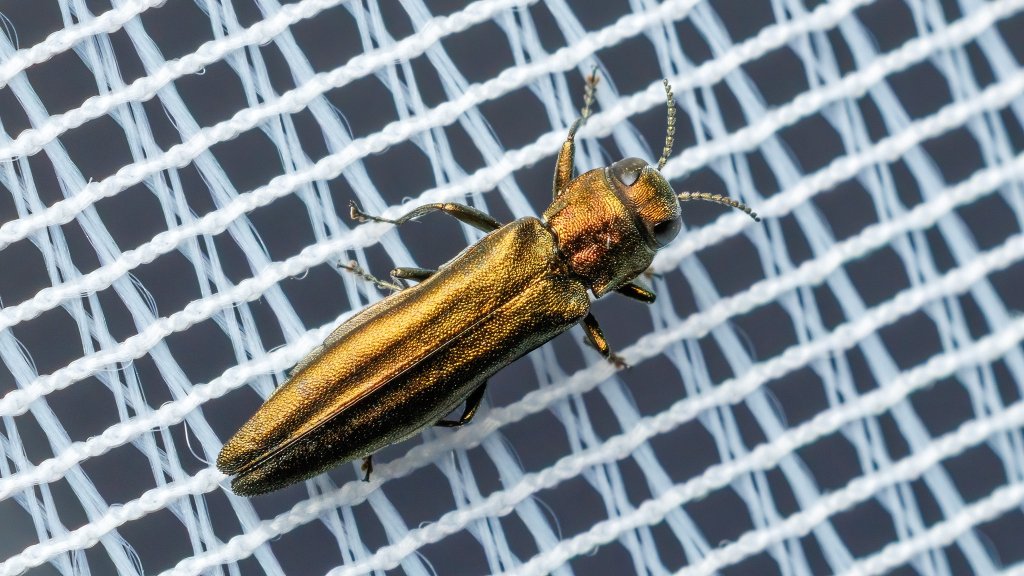 Agrilus suvorovi