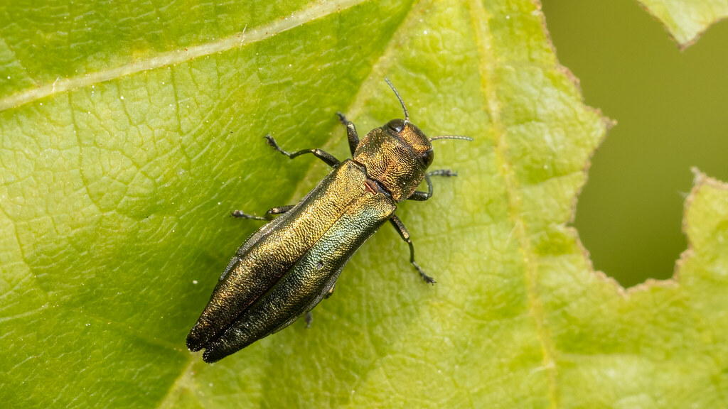 Buprestidae Agrilus viridis