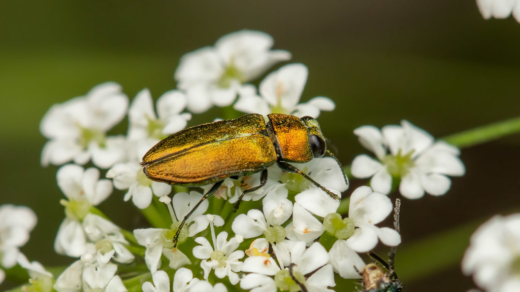 Buprestidae Anthaxia
