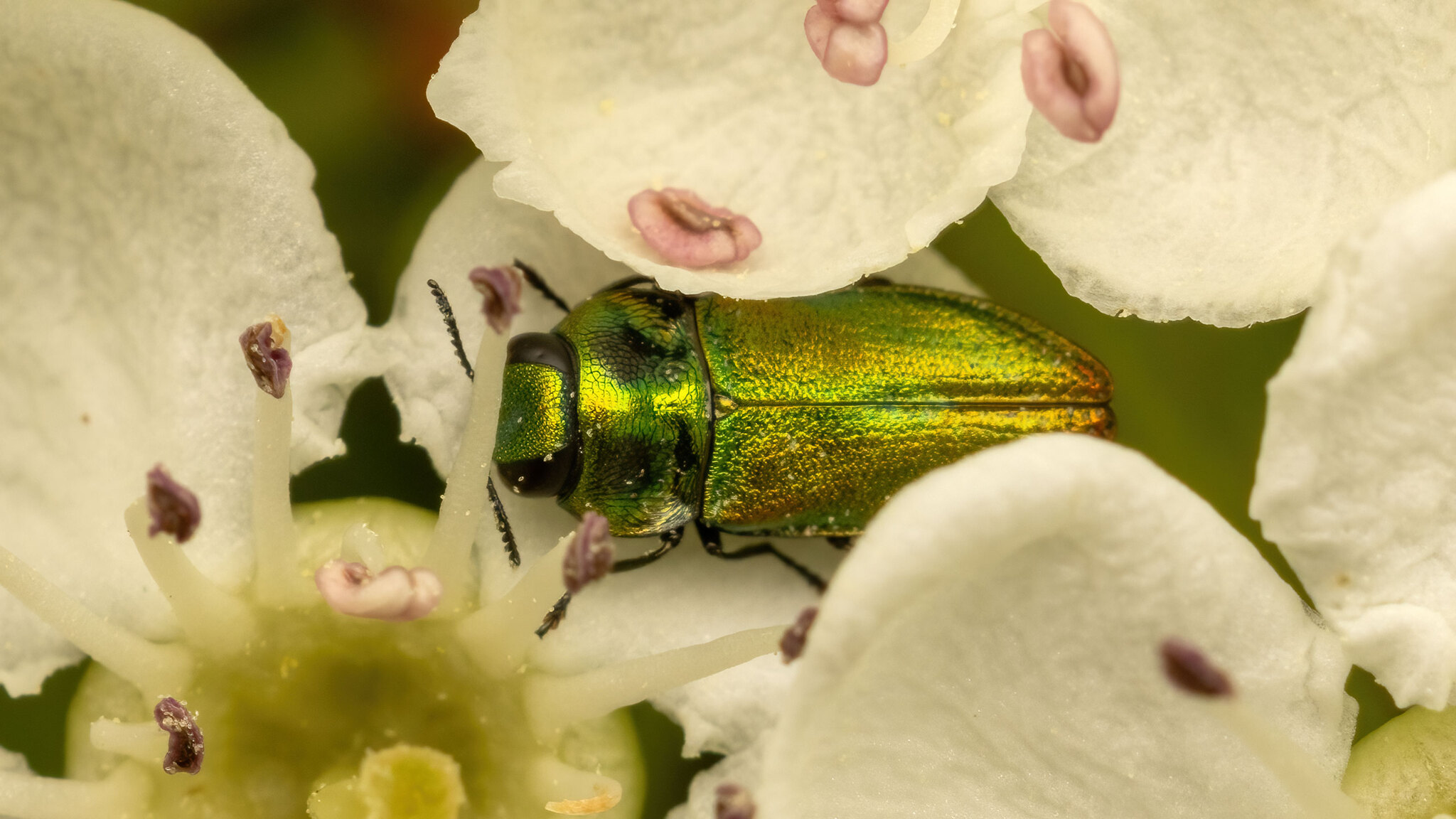 Buprestidae Anthaxia fulgurans