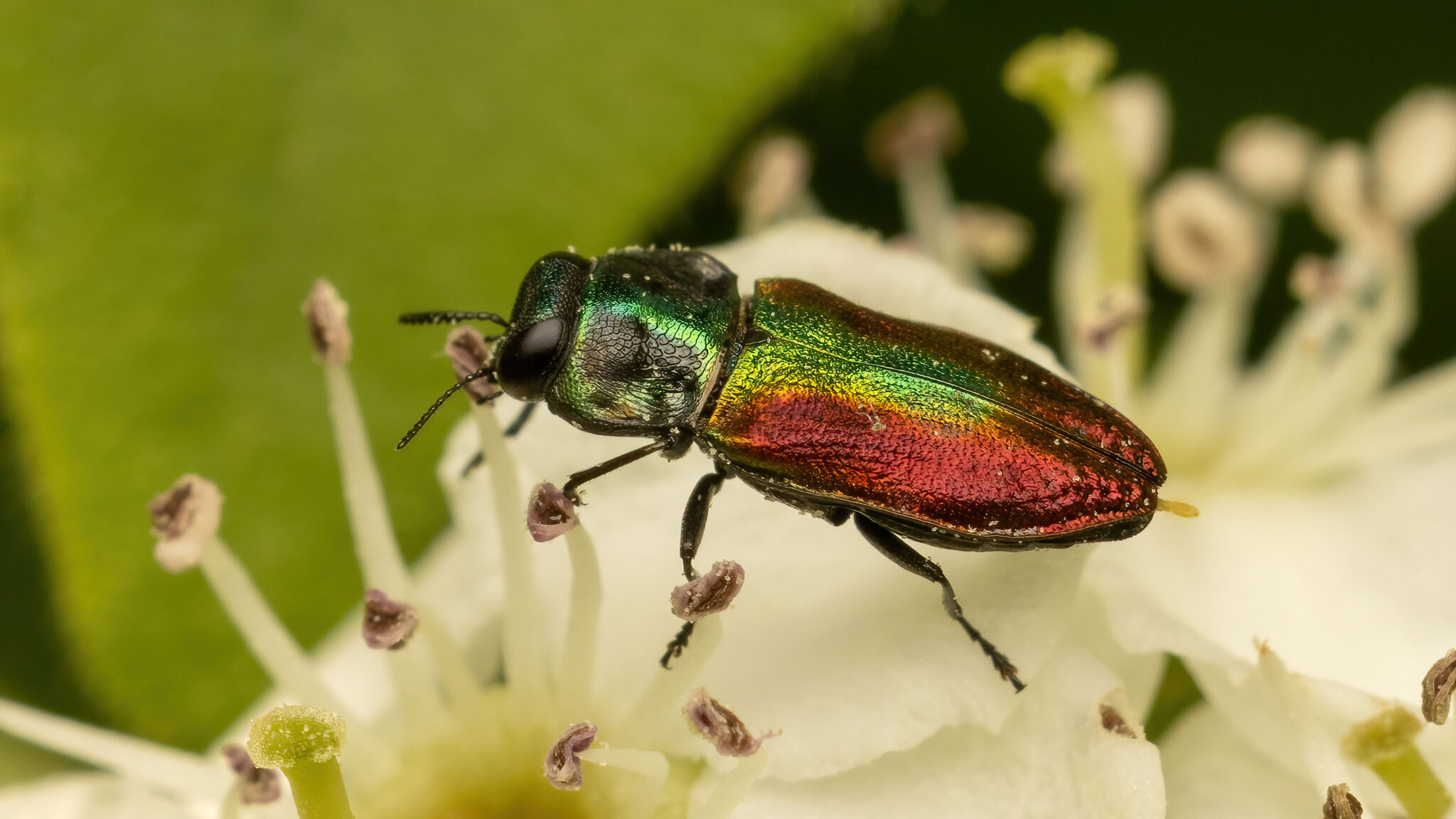 Buprestidae Anthaxia fulgurans