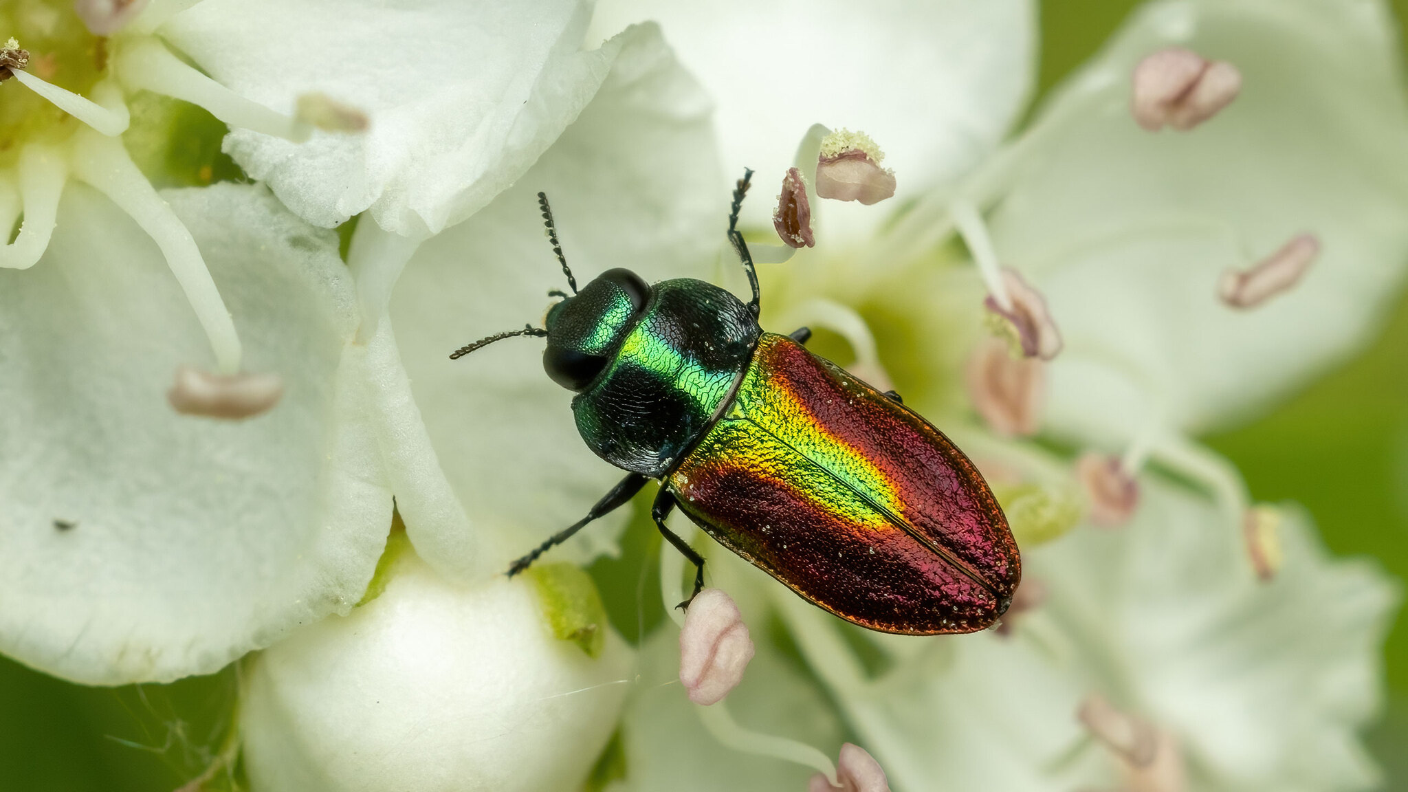Buprestidae Anthaxia fulgurans