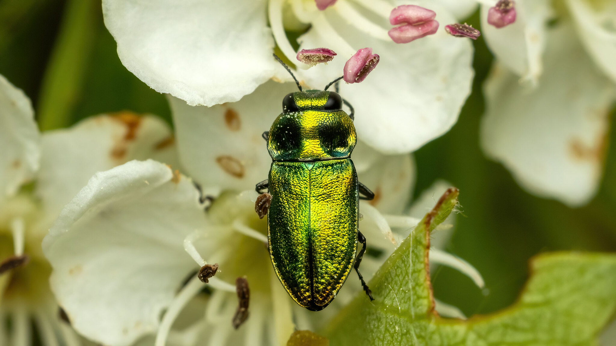 Buprestidae Anthaxia fulgurans