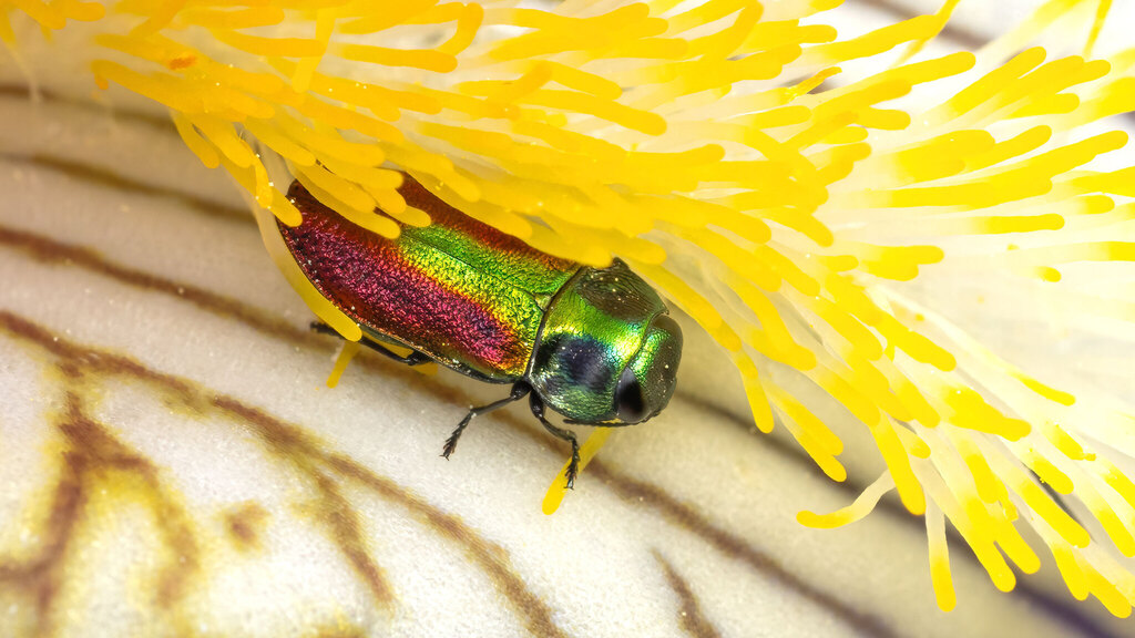 Buprestidae Anthaxia fulgurans