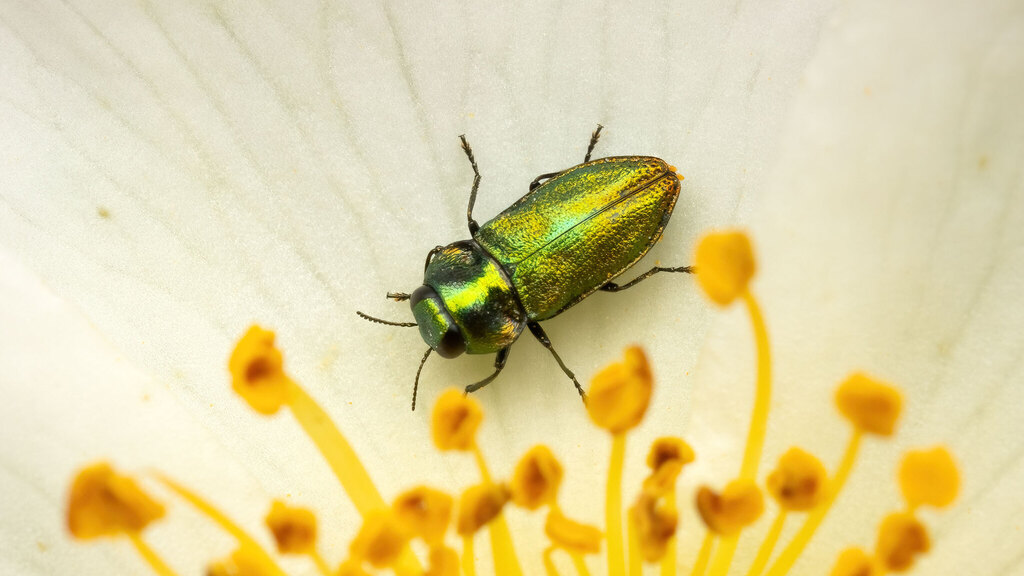 Buprestidae Anthaxia fulgurans