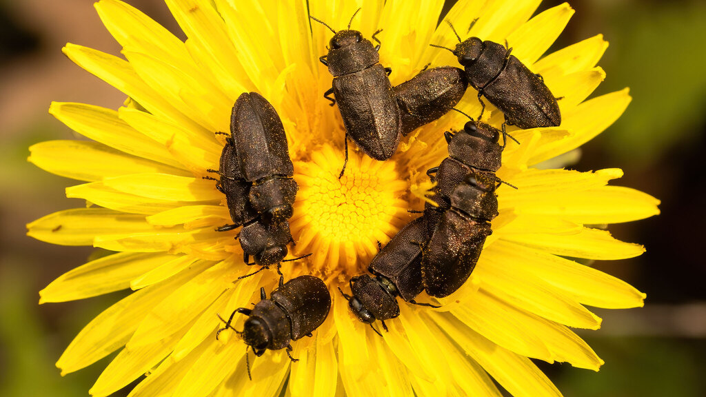 Buprestidae Anthaxia helvetica