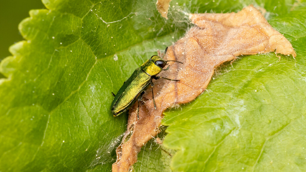 Buprestidae Anthaxia nitidula