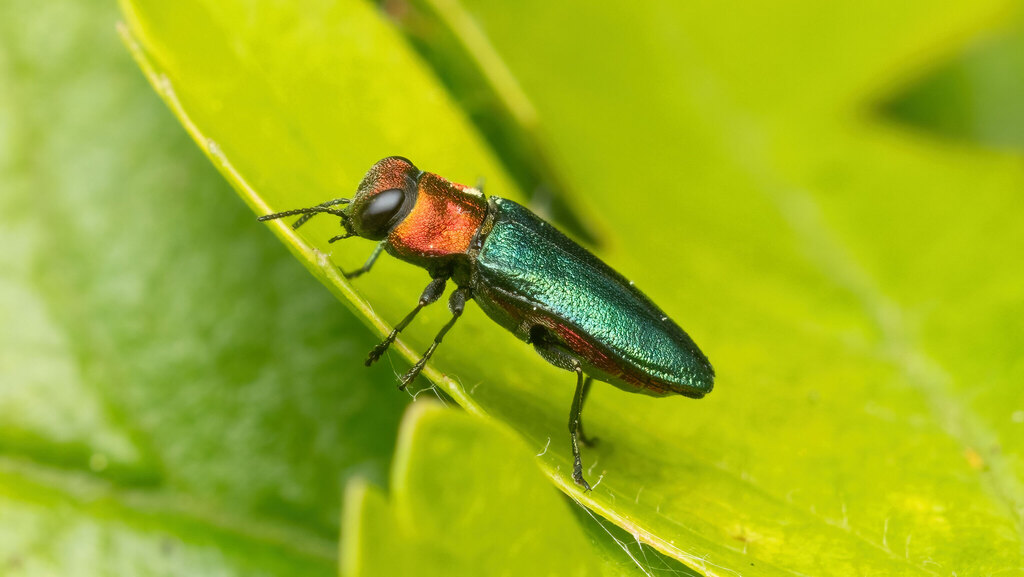Buprestidae Anthaxia nitidula
