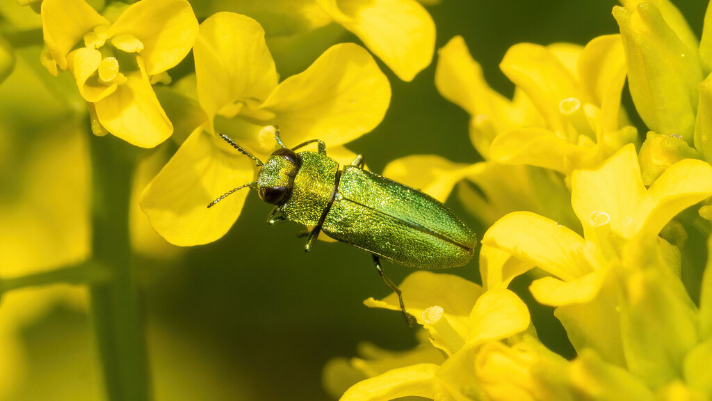 Buprestidae Anthaxia nitidula