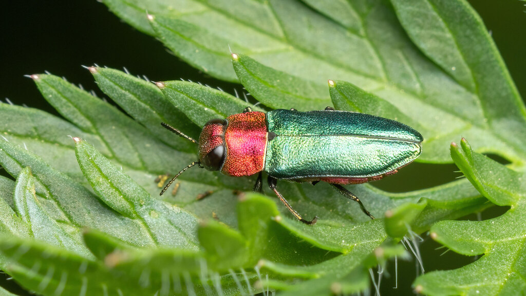 Buprestidae Anthaxia nitidula