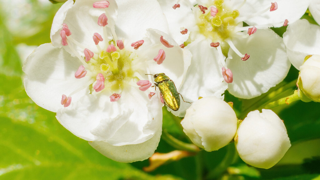 Buprestidae Anthaxia nitidula