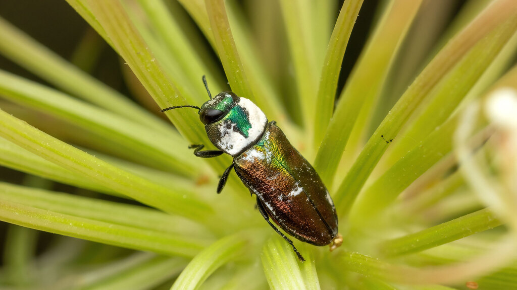 Buprestidae Anthaxia podolica