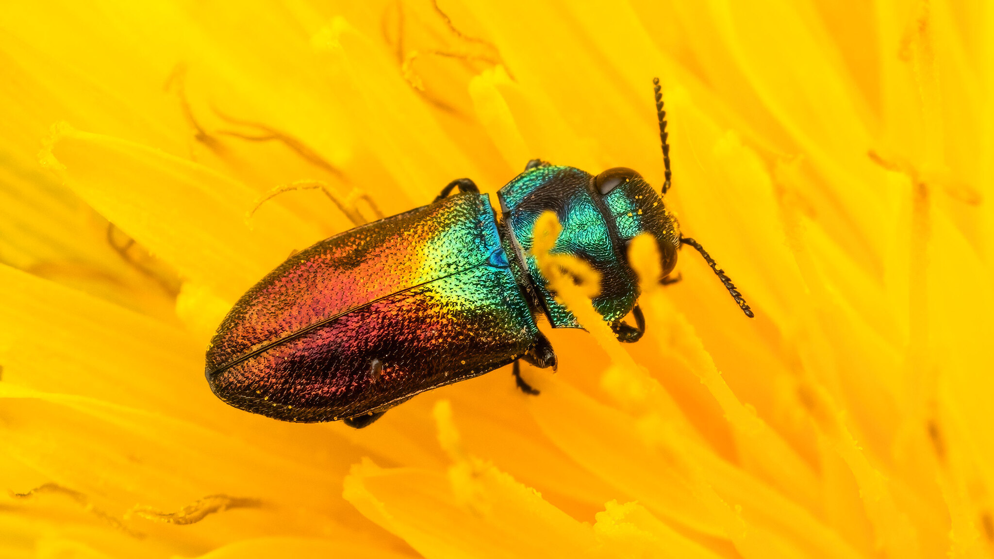 Buprestidae Anthaxia suzannae