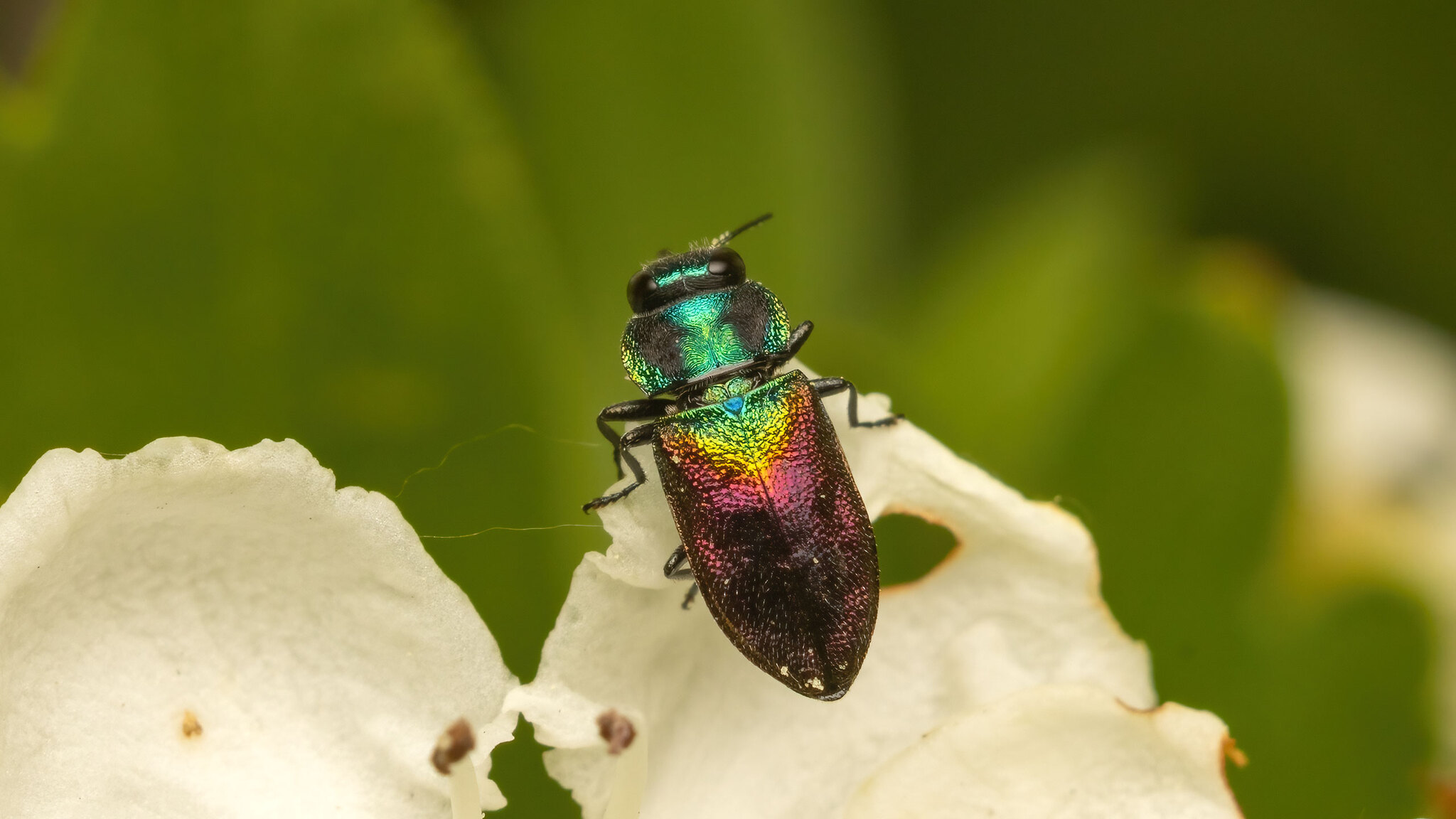 Buprestidae Anthaxia suzannae