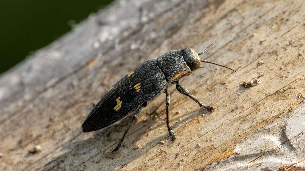 Buprestidae Buprestis novemmaculata