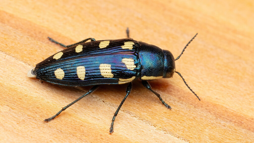 Buprestidae Buprestis octoguttata