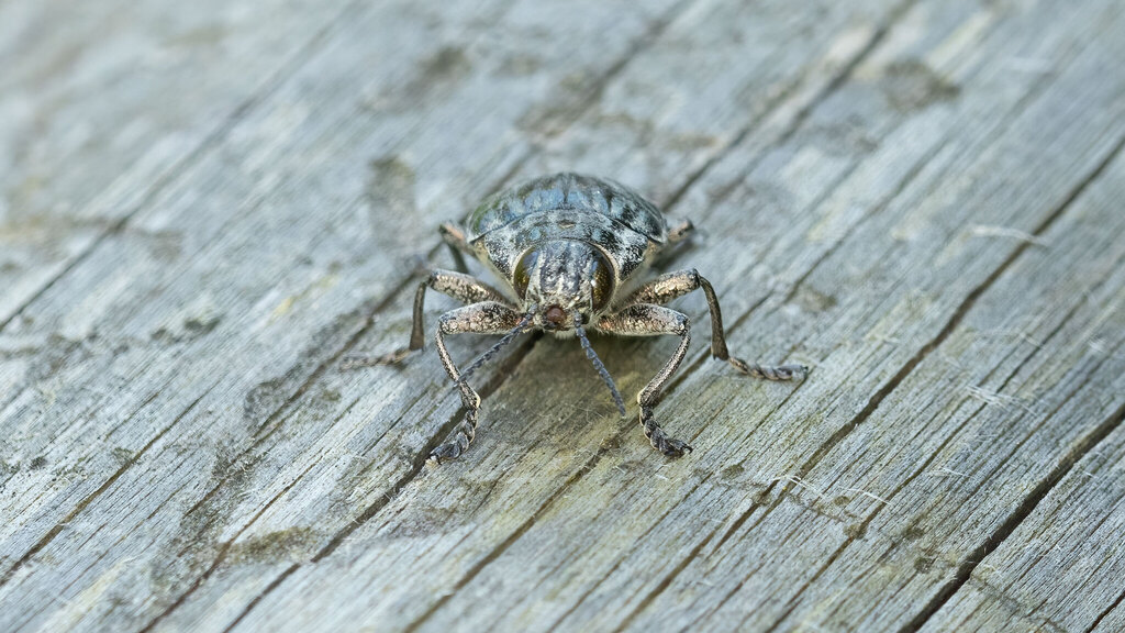 Buprestidae Chalcophora mariana