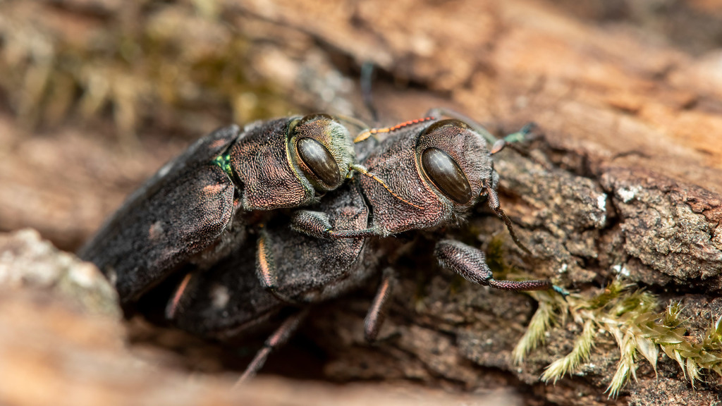 Buprestidae Chrysobothris affinis