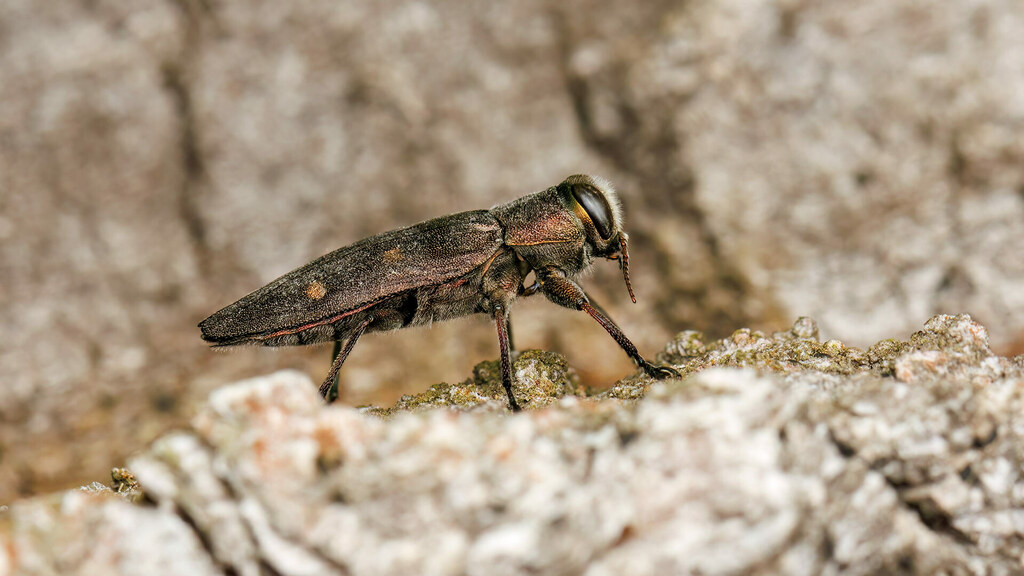 Buprestidae Chrysobothris affinis