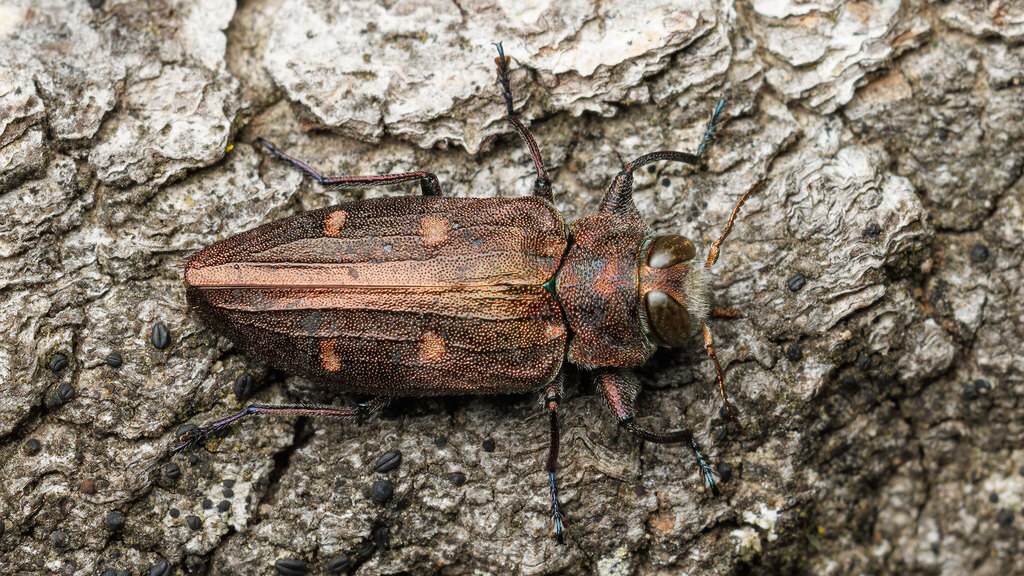 Buprestidae Chrysobothris affinis