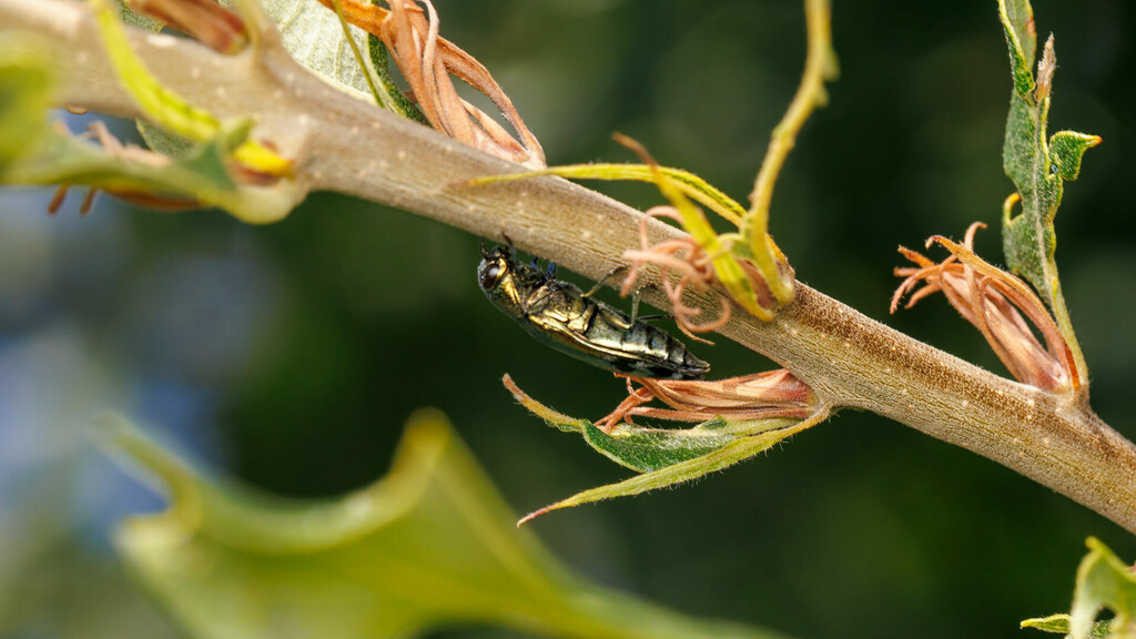 Buprestidae Coraebus fasciatus