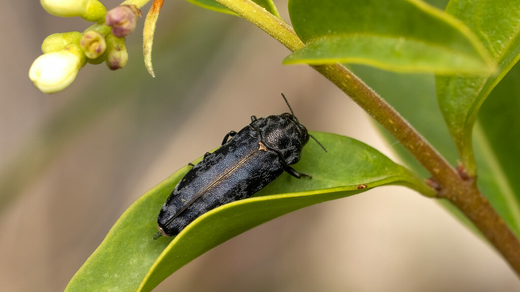 Buprestidae Coraebus rubi