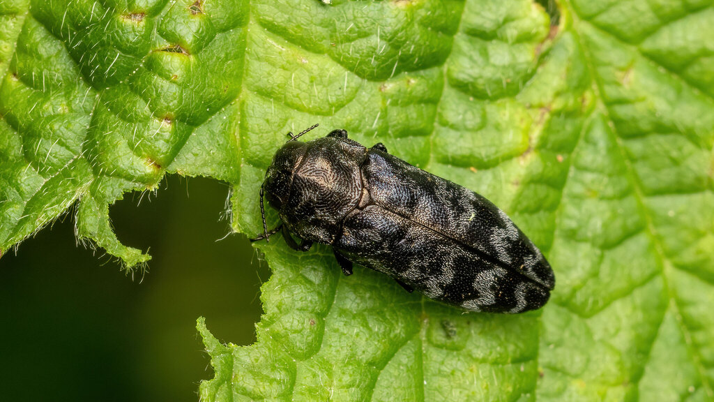 Buprestidae Coraebus rubi