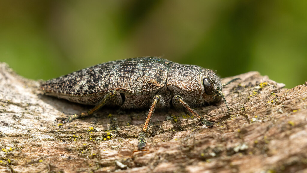 Buprestidae Dicerca aenea