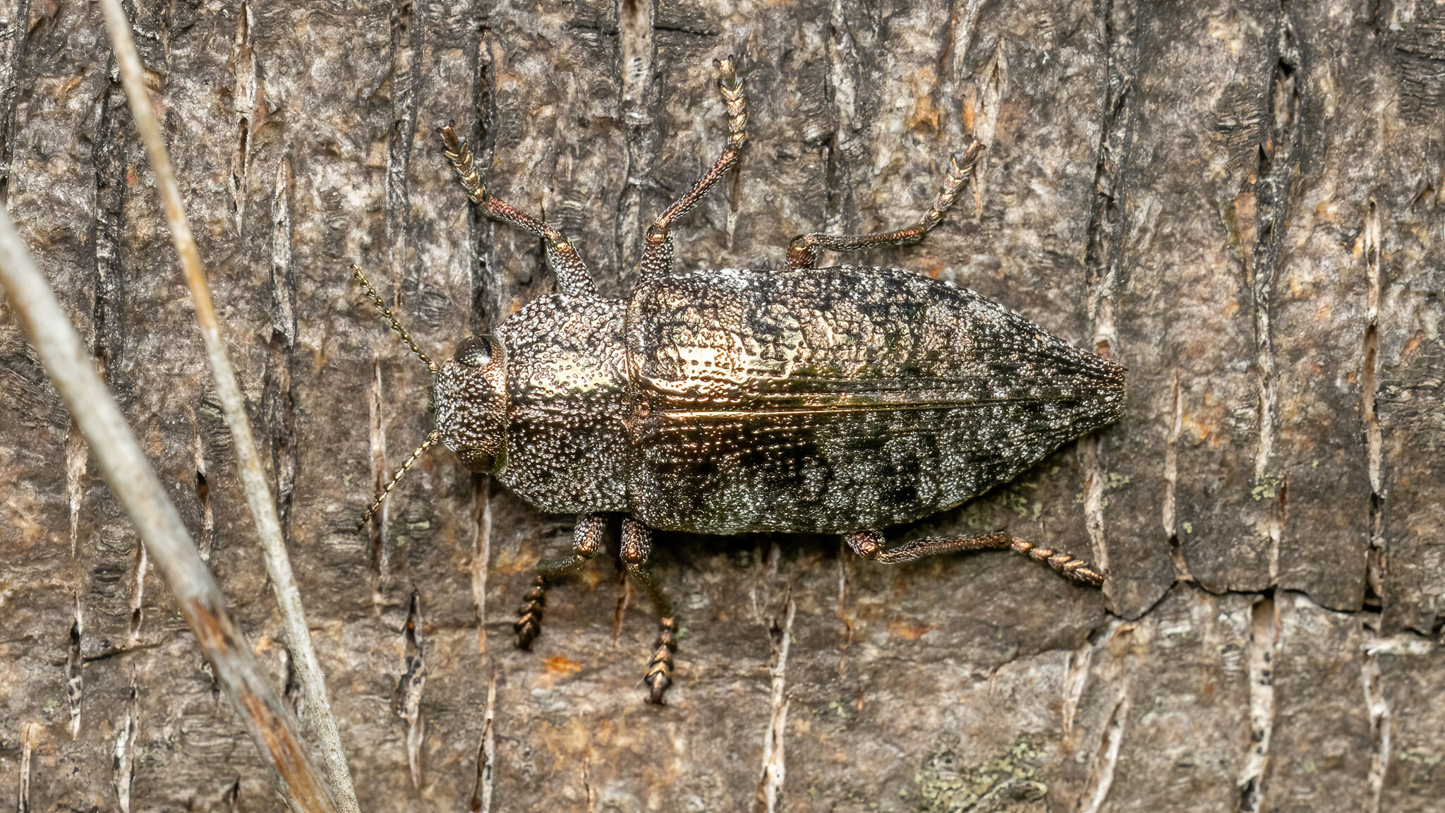 Buprestidae Dicerca aenea