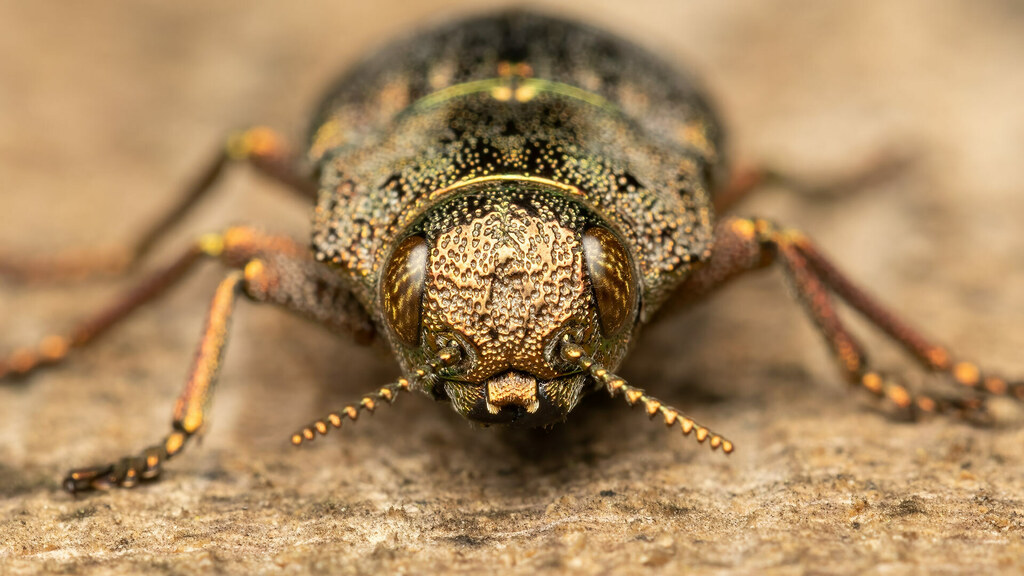 Buprestidae Dicerca berolinensis