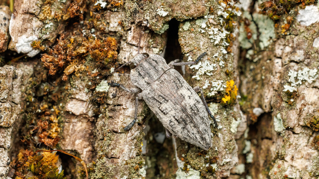 Buprestidae Dicerca moesta