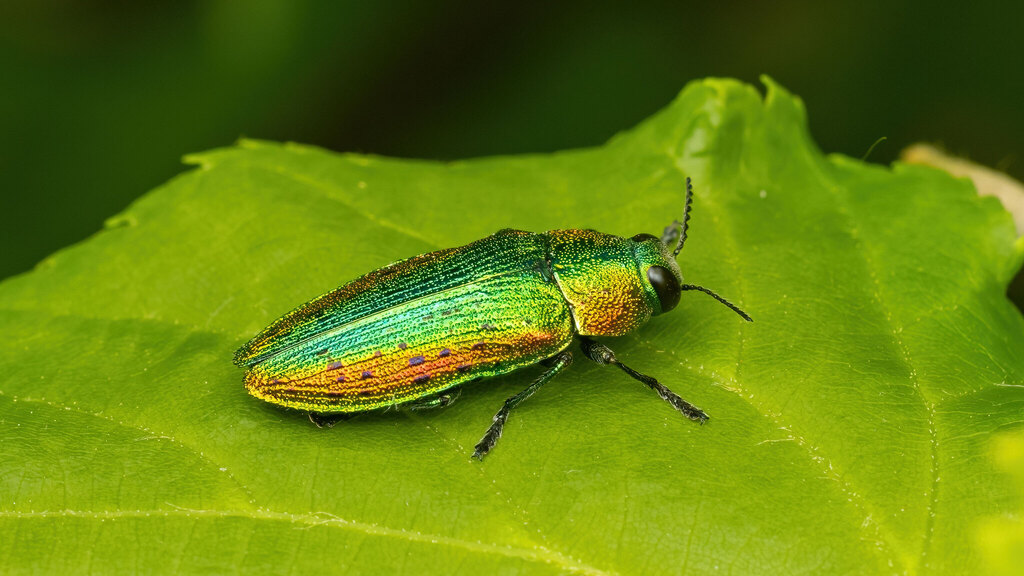 Buprestidae Lamprodila rutilans