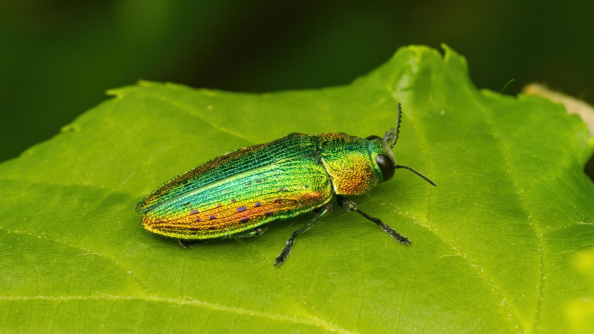 Buprestidae Lamprodila rutilans