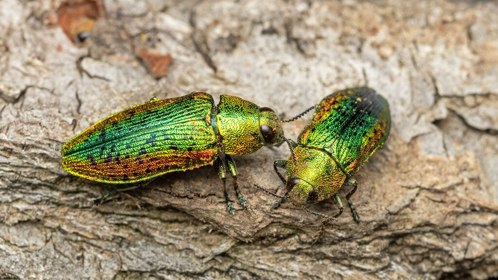 Buprestidae Lamprodila rutilans