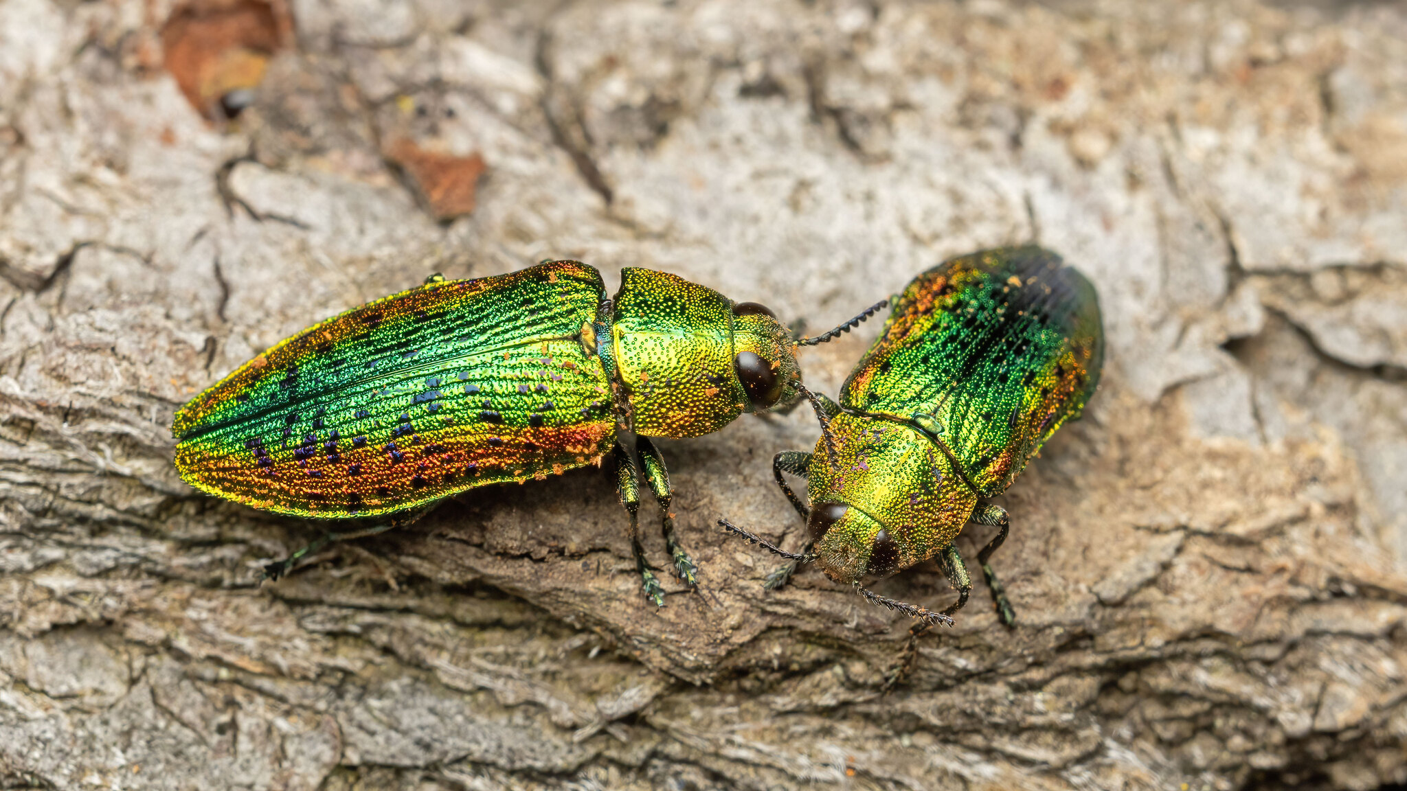 Buprestidae Lamprodila rutilans