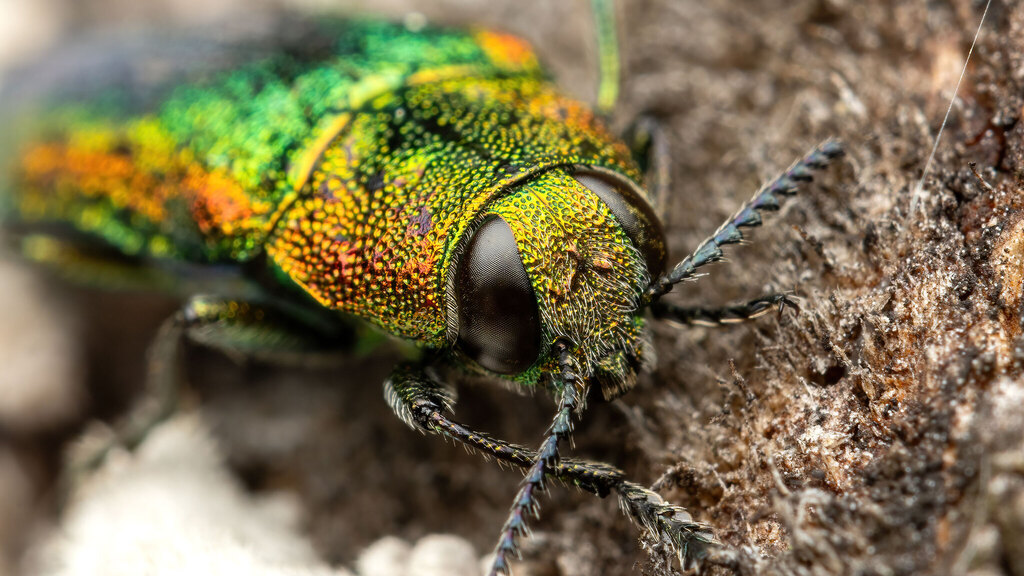 Buprestidae Lamprodila rutilans
