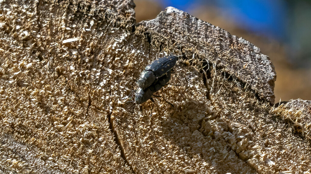 Buprestidae Trachypteris picta