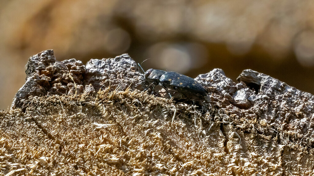 Buprestidae Trachypteris picta