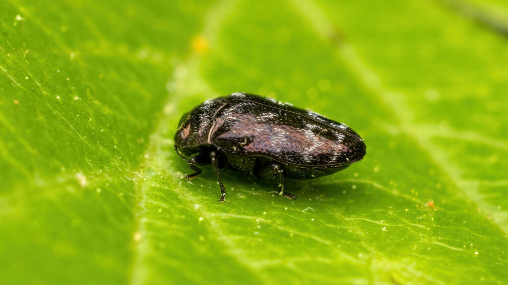 Buprestidae Trachys minutus