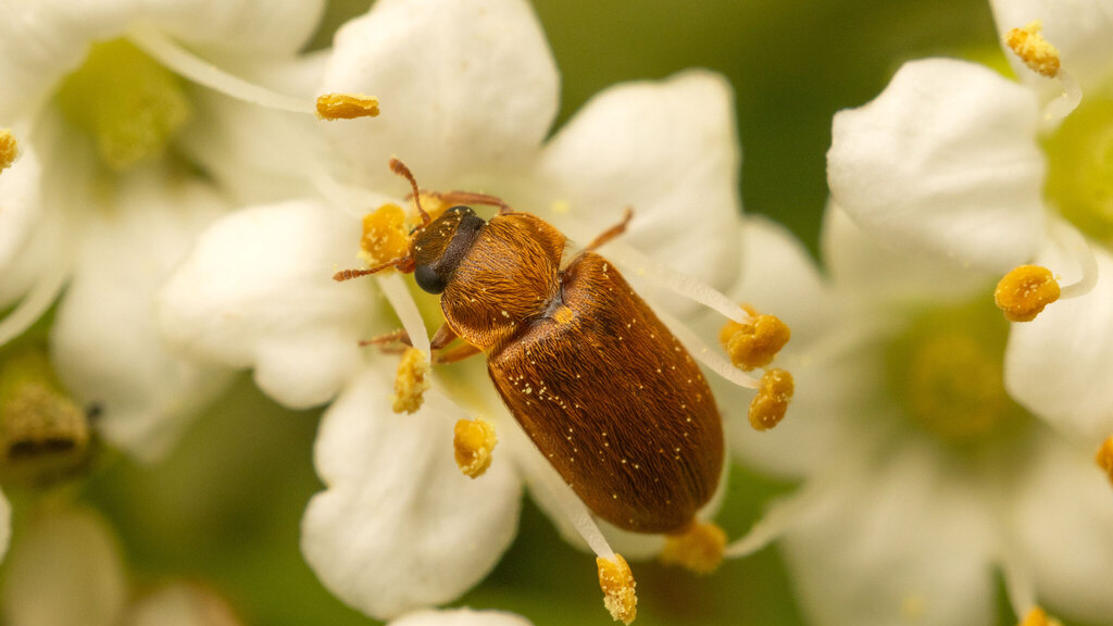 Byturidae Byturus ochraceus