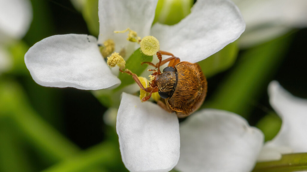 Byturidae Byturus ochraceus
