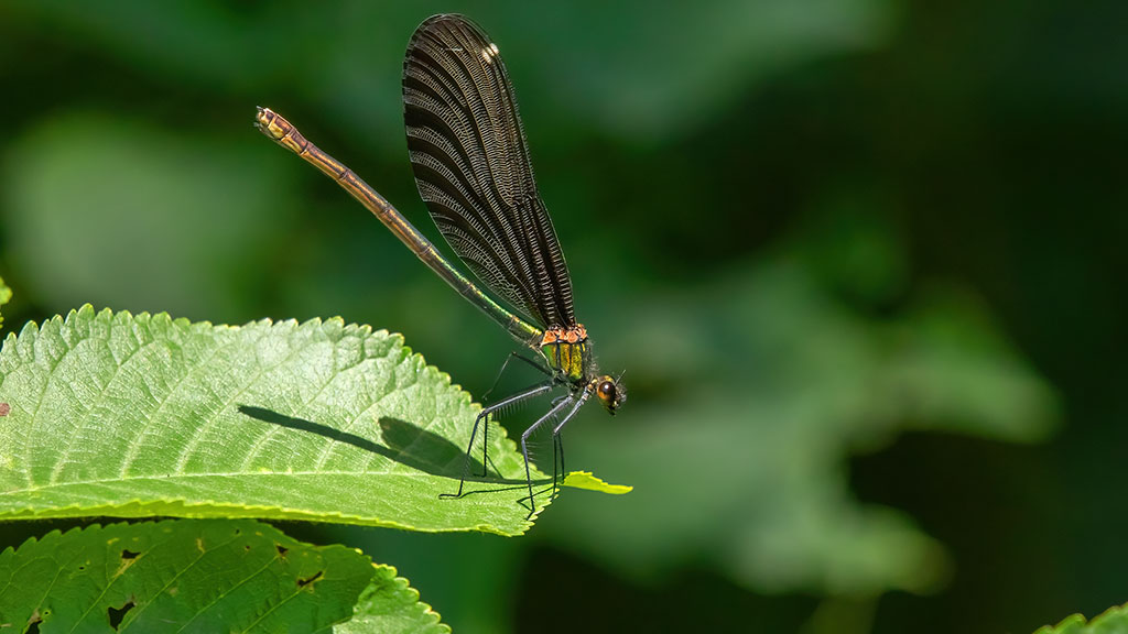 Calopteryx virgo