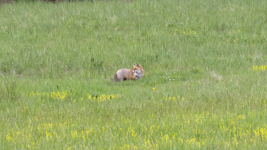 Vulpes vulpes