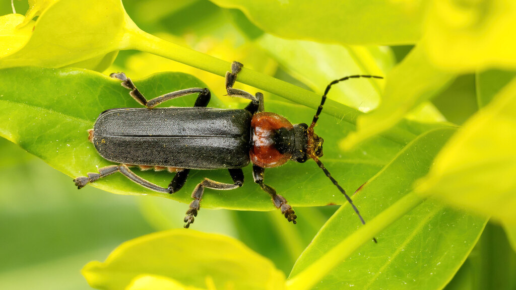 Cantharidae Cantharis fusca
