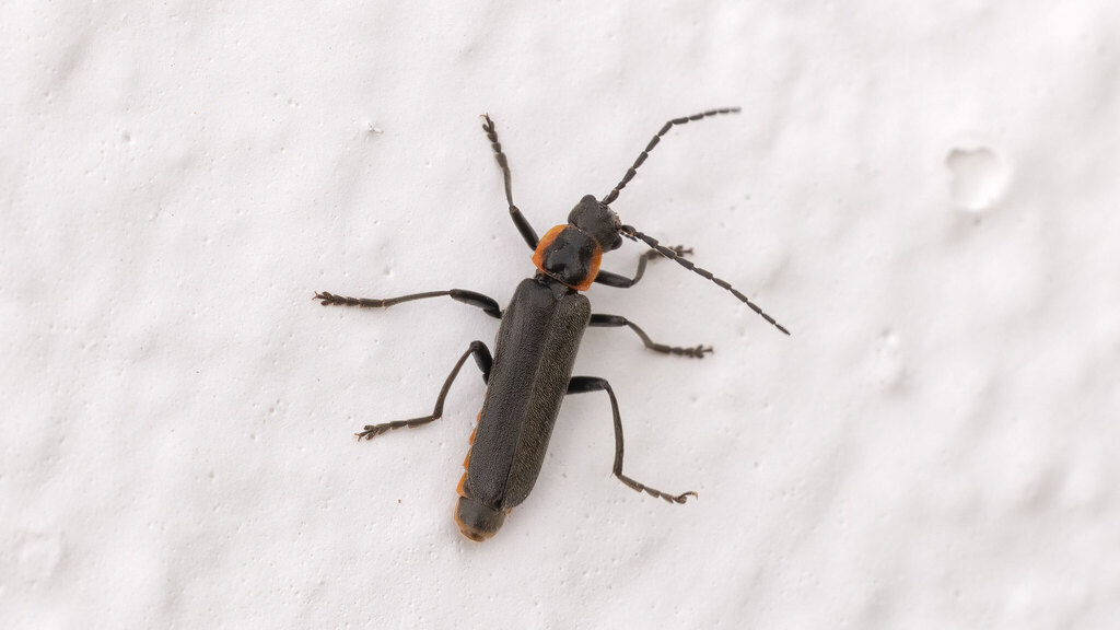 Cantharidae Cantharis pulicaria