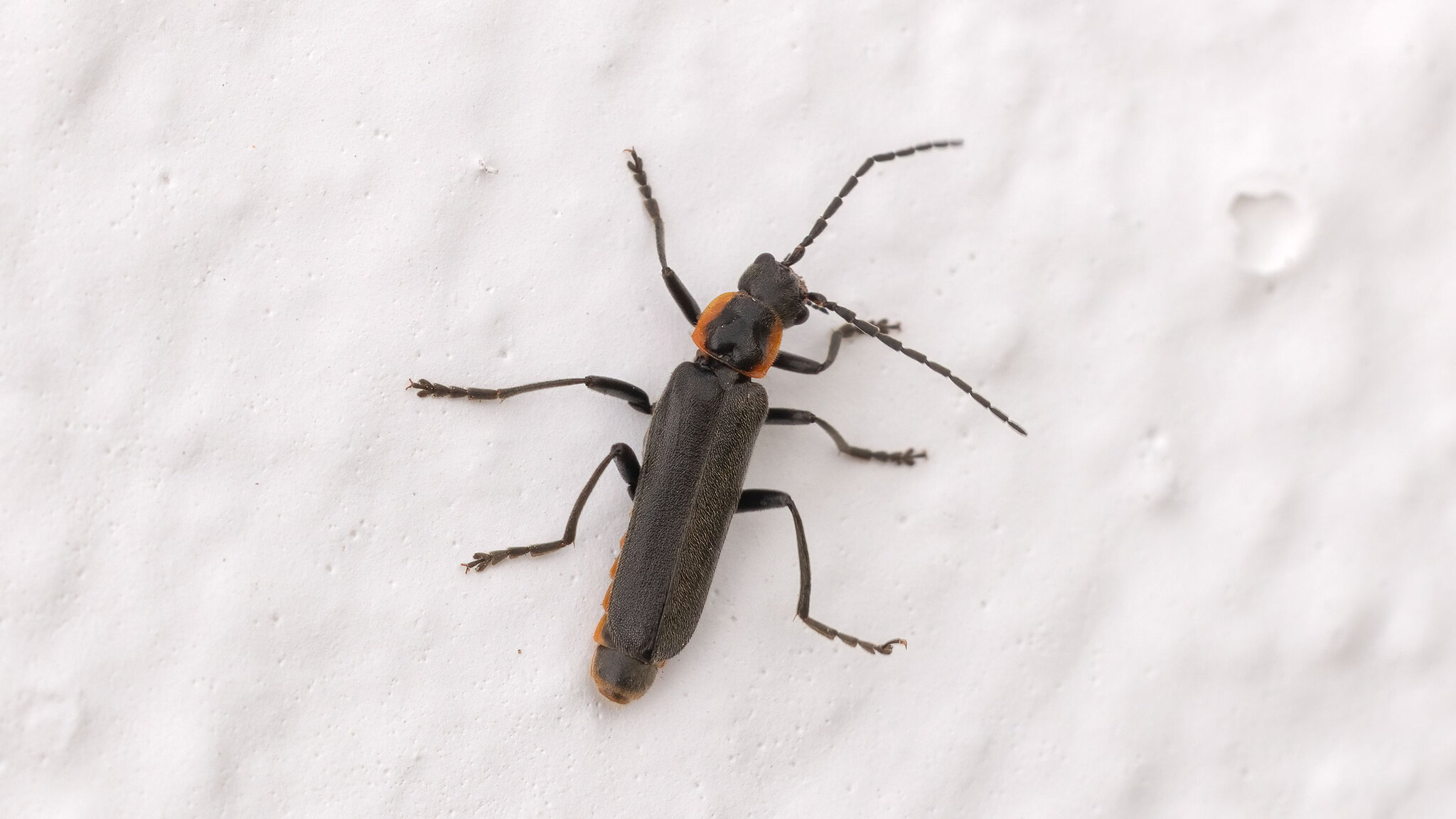 Cantharidae Cantharis pulicaria