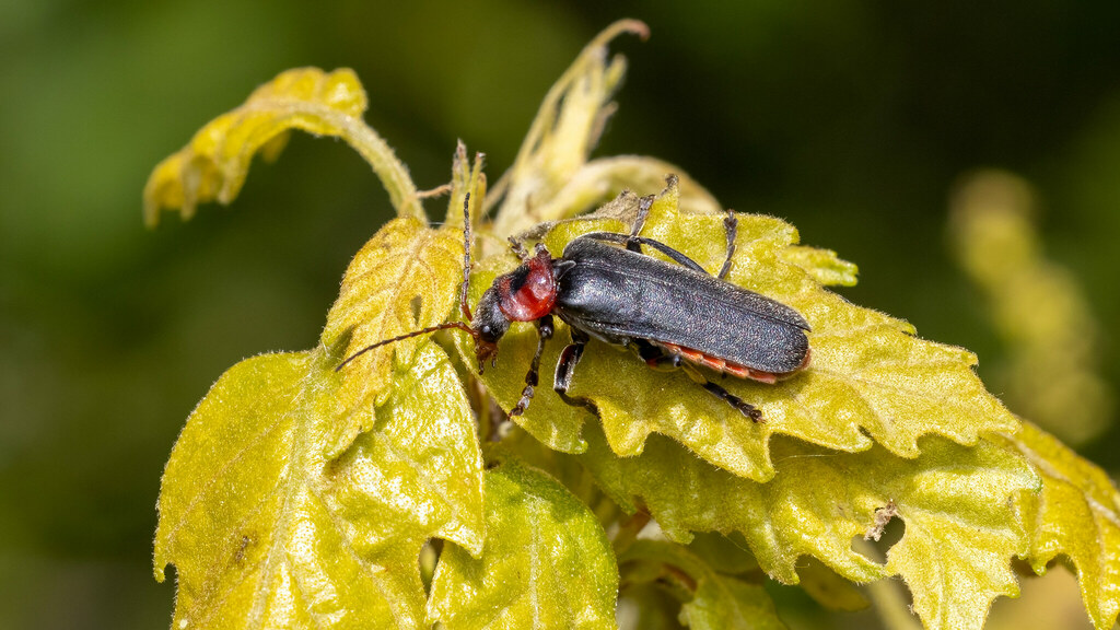 Cantharidae Cantharis rustica