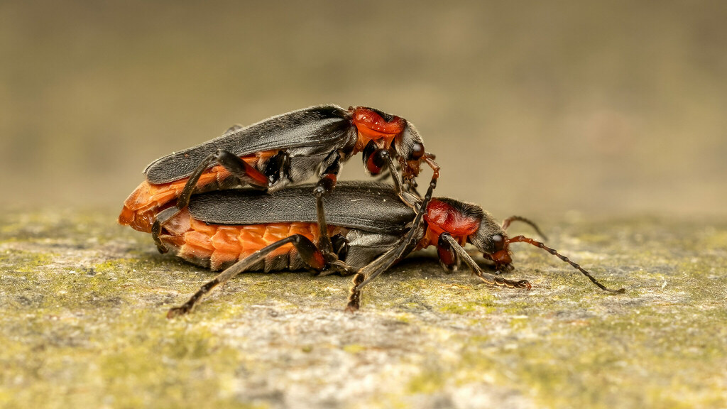 Cantharidae Cantharis rustica
